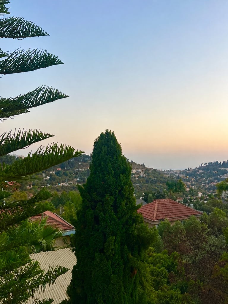 Hillside residential neighborhood at dusk with palm fronds in foreground, tall cypress tree, and red-roofed houses scattered across tree-covered slopes under clear sky
